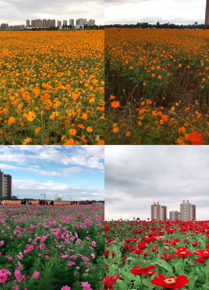 花海花的海洋