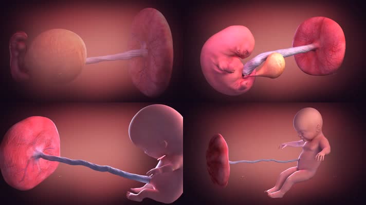 胎儿成长过