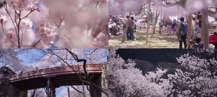 公园樱花，樱花飘落，日本樱花
