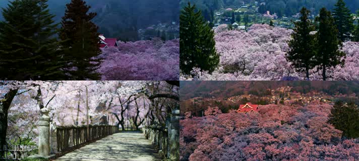 日本樱花，樱花公园，樱花飘落