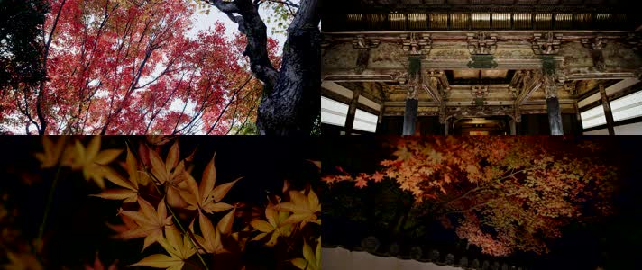 日本寺庙，枫林秋天，平静写意