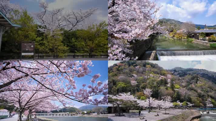 日本樱花，公园樱花，樱花飘落