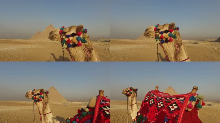 骆驼 埃及 