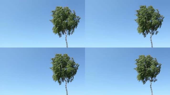 一棵树，黄昏树木，一棵树剪影树木白桦树