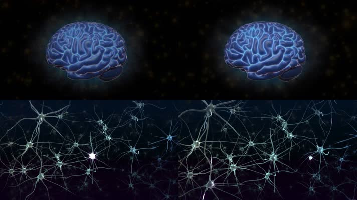 大脑神经系统