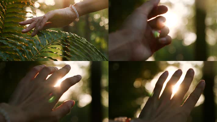 夕阳下的树林森林，手触摸太阳