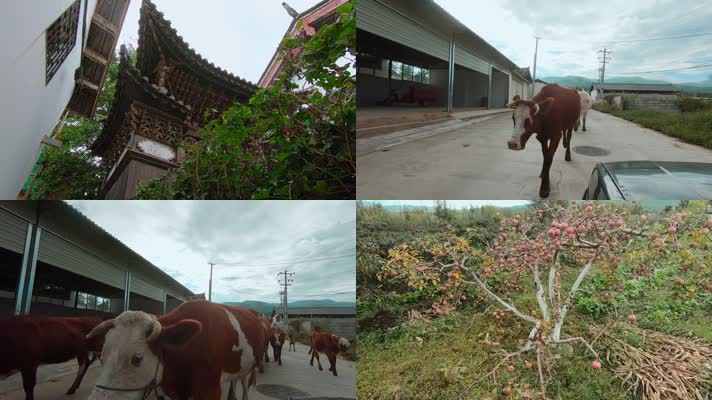 云南丽江古城精致的木雕屋檐和路上的牛