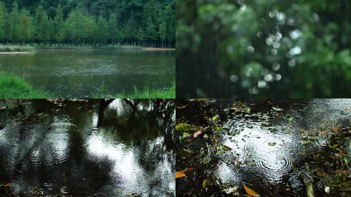 森林树林下雨雨水雨滴