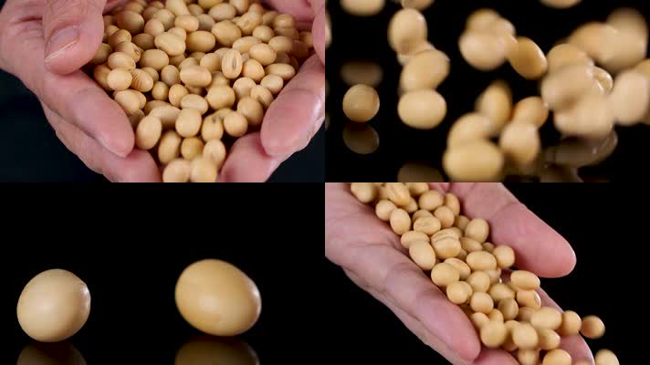 黄豆大豆非转基因大豆优质豆子升格