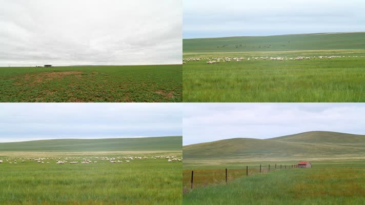 阴天草原上的羊群