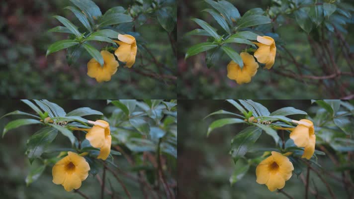 云南森林里的黄色野花