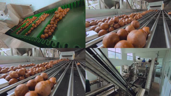 云南普洱澳洲坚果工厂分组计量夏威夷坚果