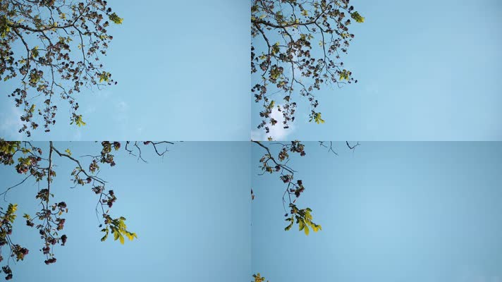 蓝天下的树梢