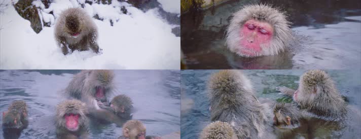 日本猴子，泡温泉
