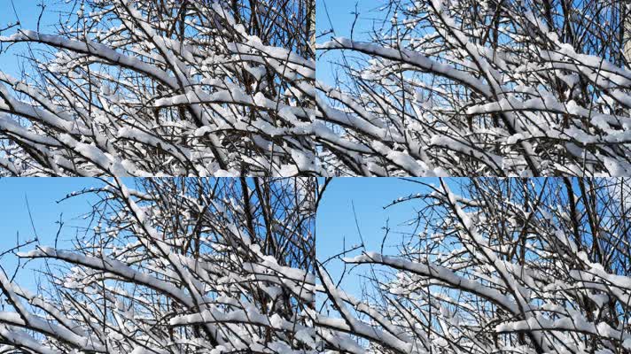 树枝积雪（4K）