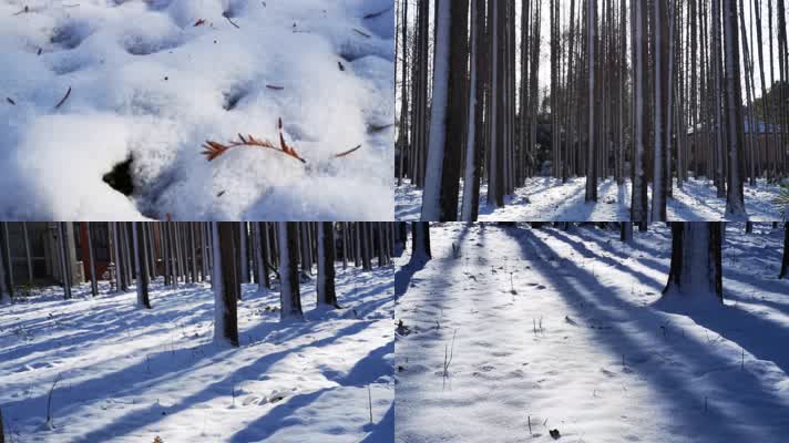 雪地树林阳光（4K）