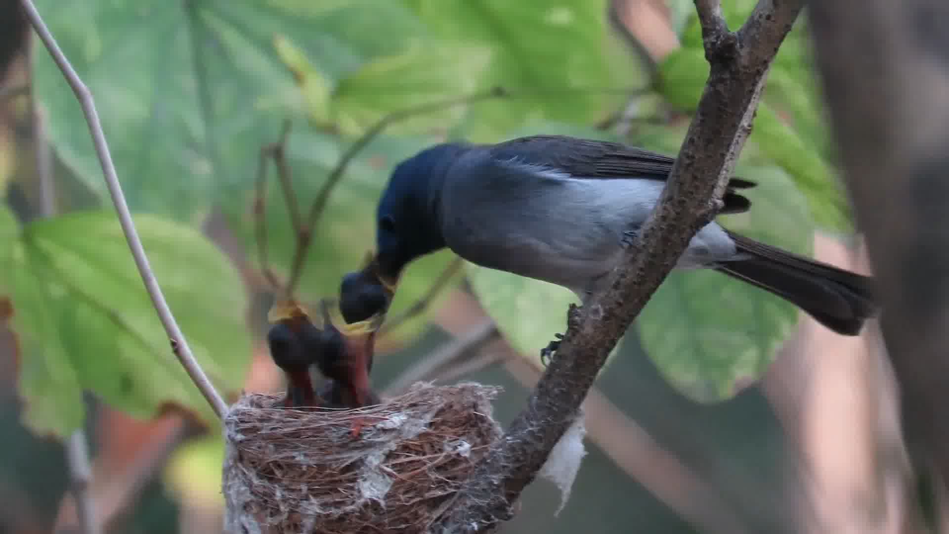 给鸟宝宝喂食的鸟