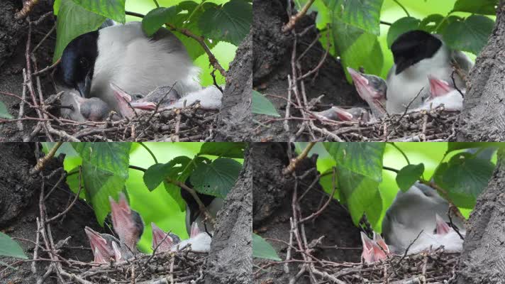 小鸟育雏，鸟窝雏鸟，守护保护，小鸟妈妈