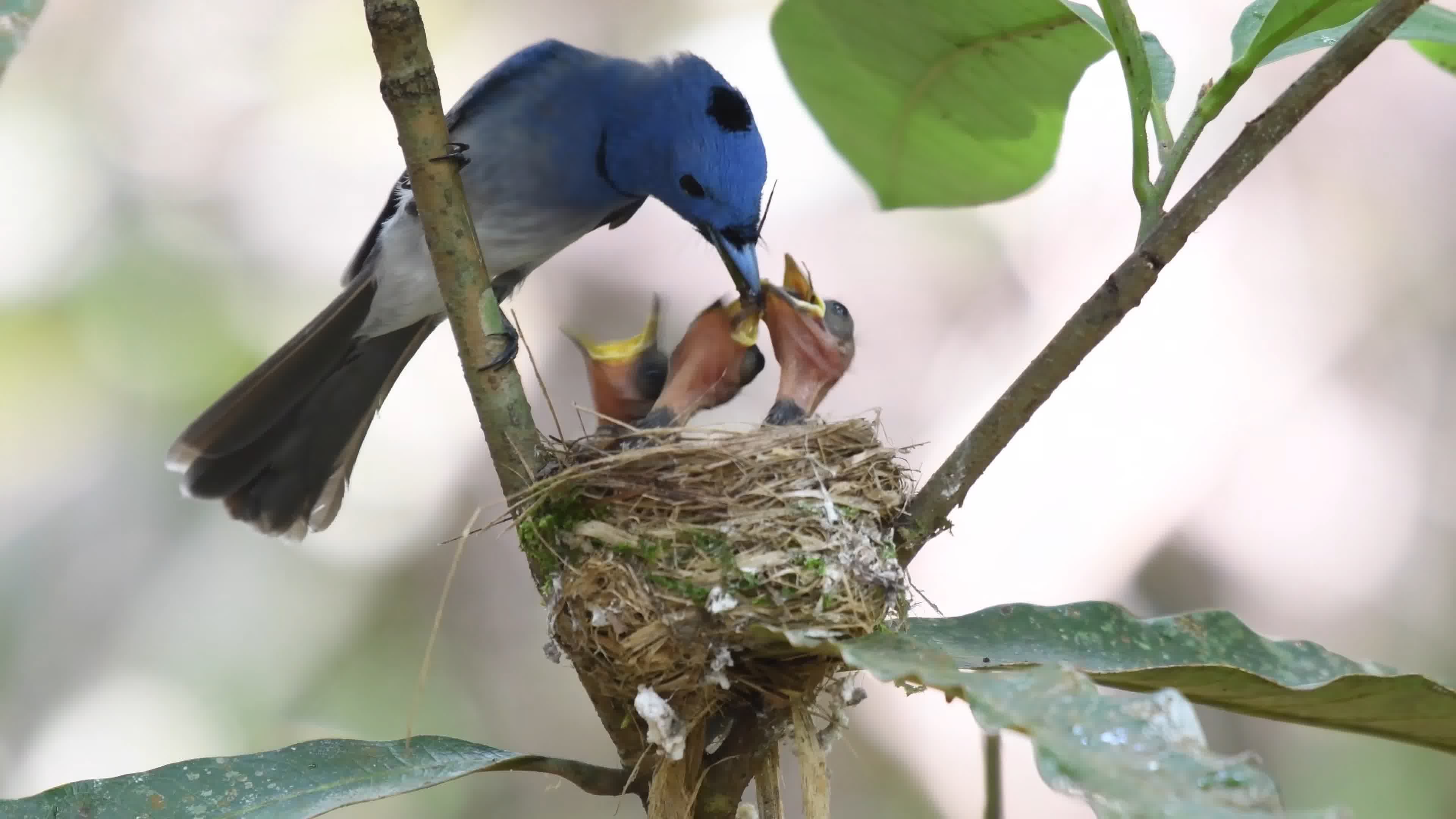 小鳥育雛鳥窩雛鳥守護保護小鳥媽媽視頻素材