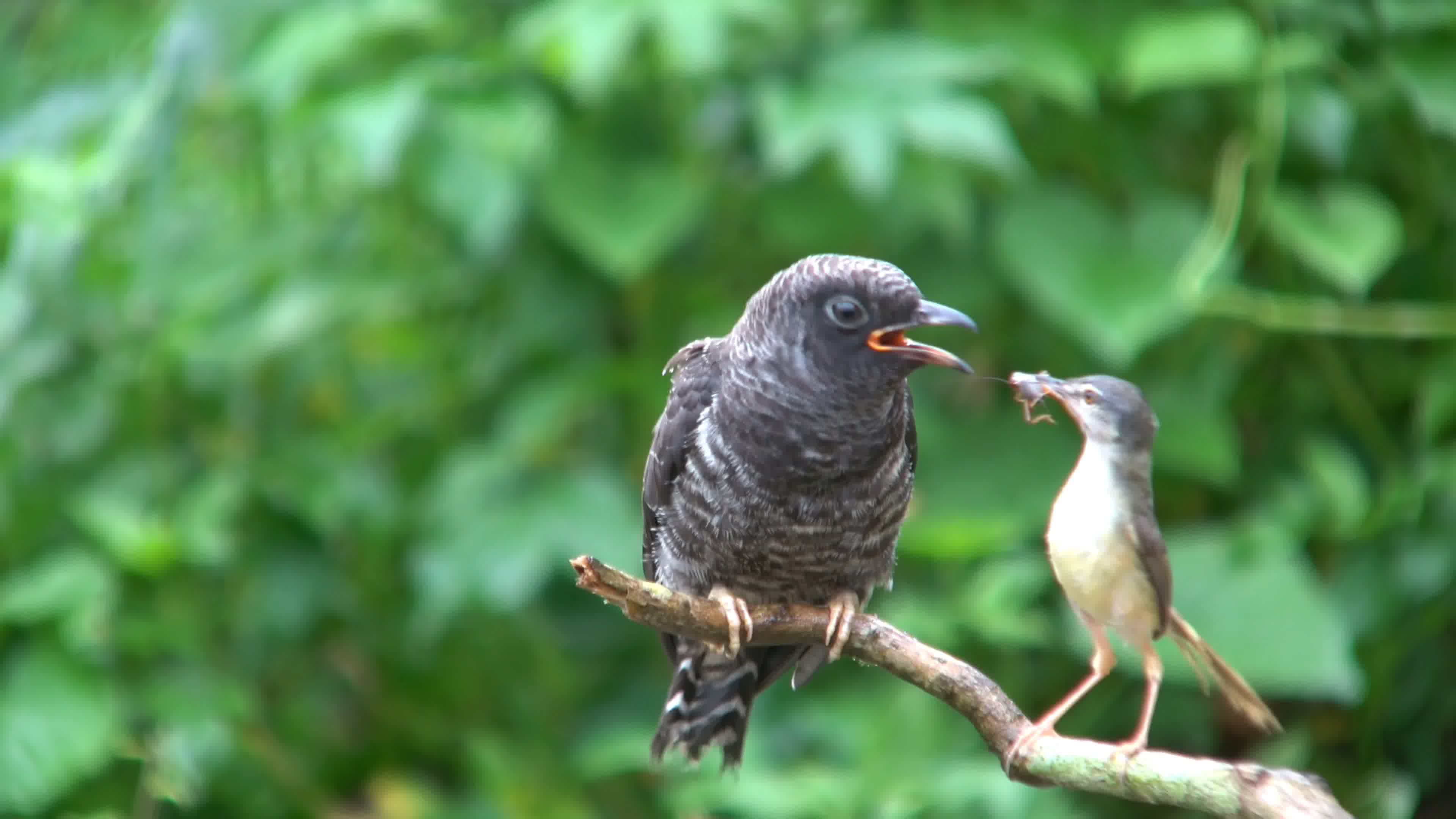 【六月天热】爱吃小鸟的红嘴蓝鹊鸟 - 天府摄影 - 天府社区