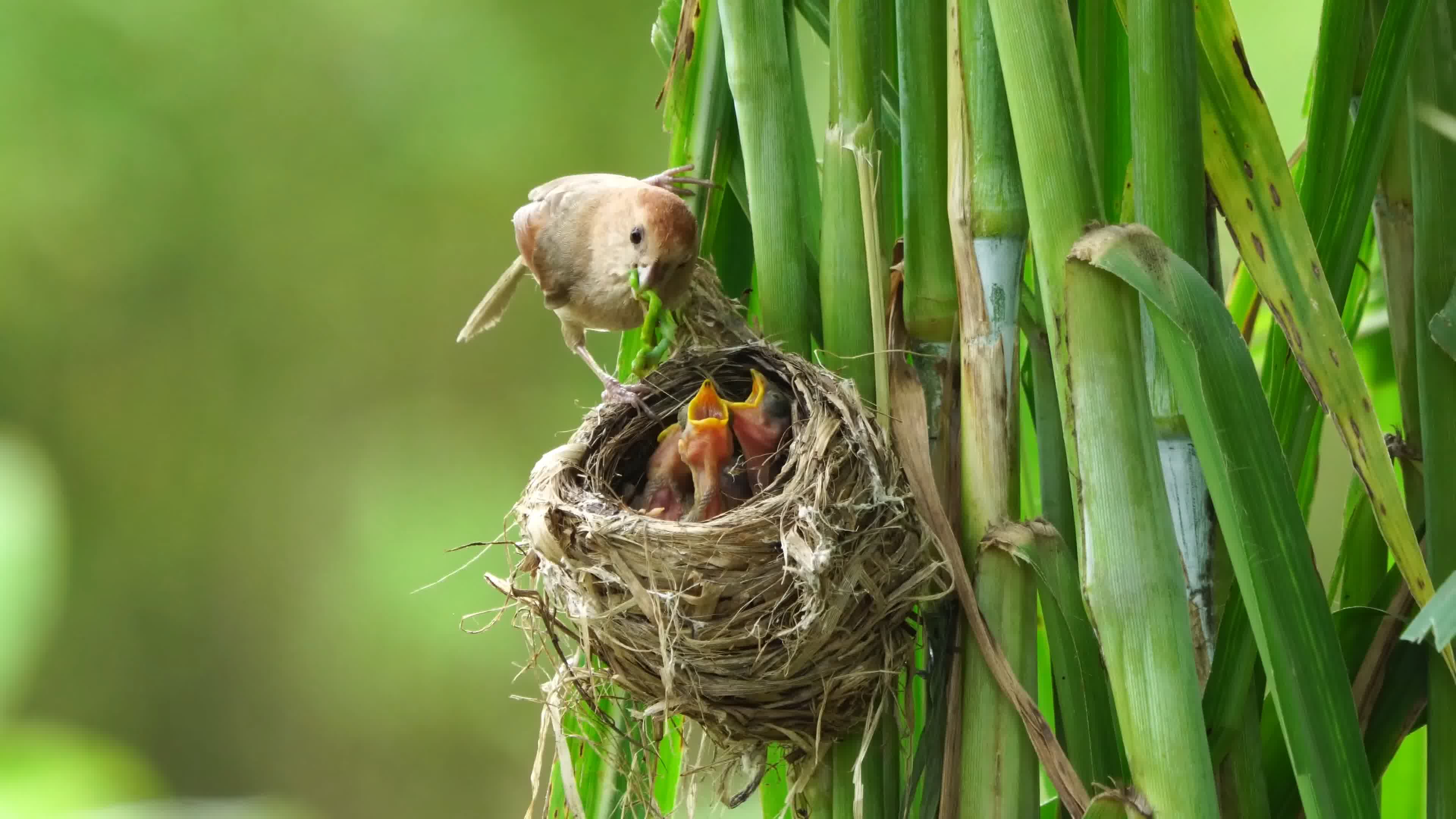 小鸟育雏鸟窝雏鸟守护保护小鸟妈妈视频素材