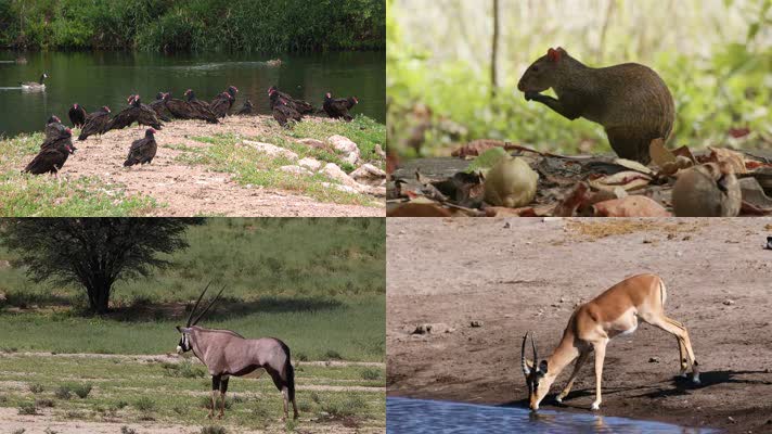 4k實拍各種野生動物視頻素材