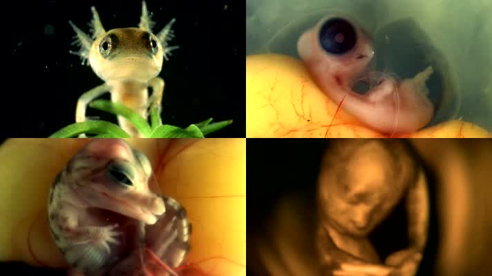 自然科学生命胚胎发育