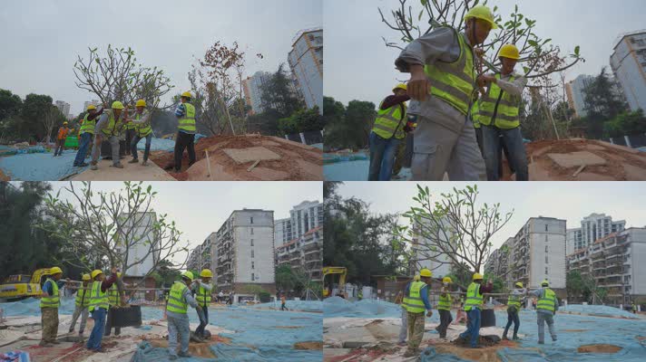 深圳建设小公园移栽树木绿化