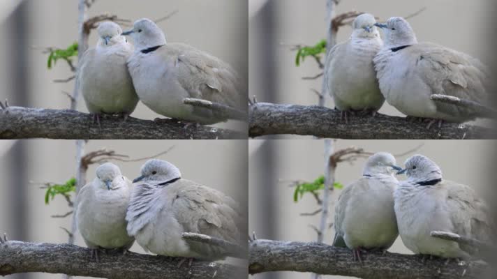 两只小鸟，小鸟恋爱，爱情鸟