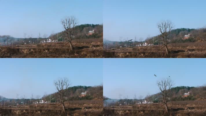 4k过年回家冬季干枯的树杈上往下飞行的鹰