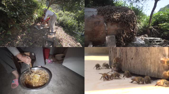 农村收割土蜂蜜全过程4K