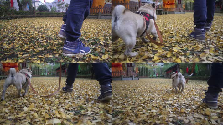 实拍带着狗走在落满银杏叶的地面上