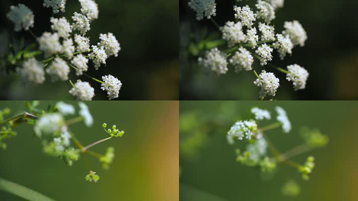 微距花草春意盎然的微观世界小白花