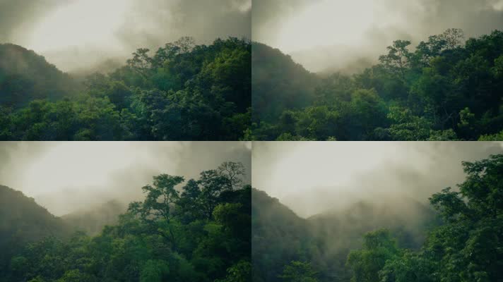 【4K】热带雨林