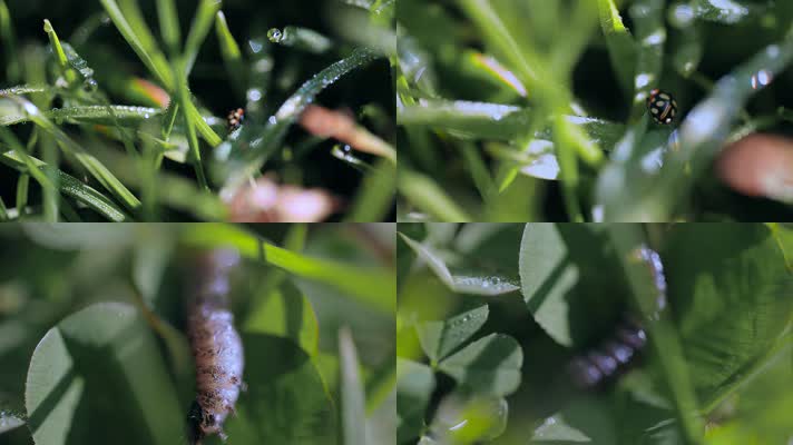 带水珠的草丛里的甲虫和蝴蝶幼虫