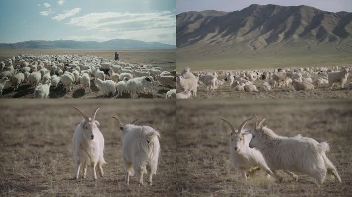 绵羊，羊毛，羊绒