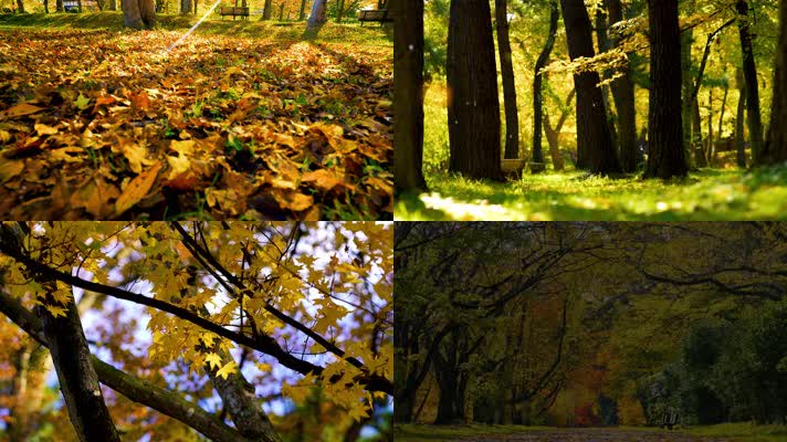 公园秋天，地上黄叶，落叶一叶知秋