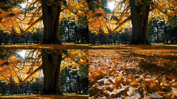 秋天，一棵树，一棵大树落叶