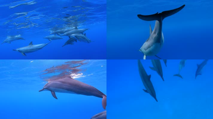 海豚游泳，一群海豚，海底世界