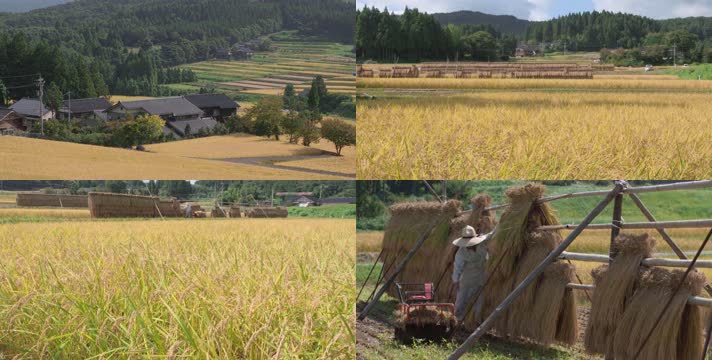 农村稻田，黄金稻田，粮食丰收