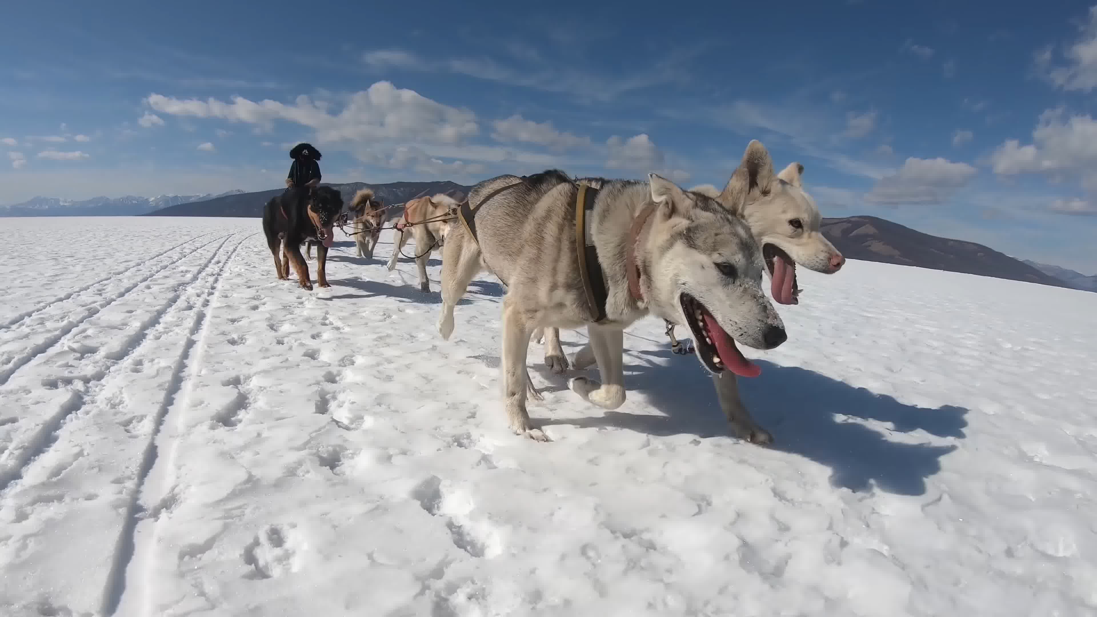 Free Images : landscape, nature, snow, animal, fur, human, husky, race ...