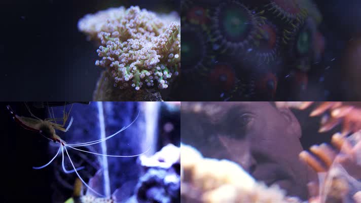 4k海底珊瑚世界