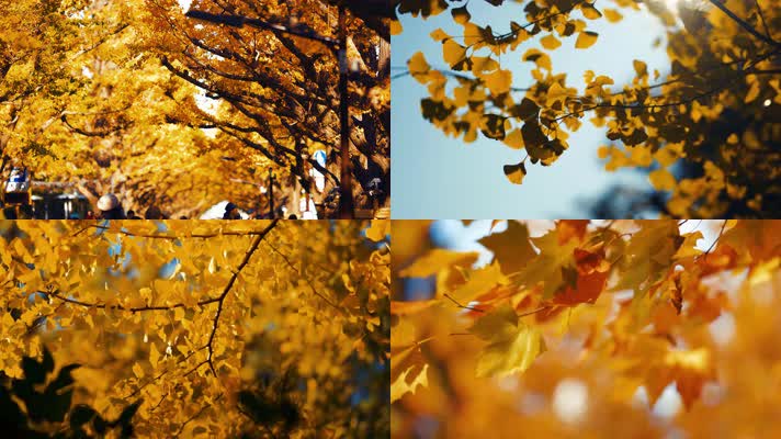 秋天公园，散步漫步，休闲生活，银杏树