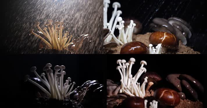 蘑菇-蘑菇特写-菌类-创意拍摄-创景拍摄