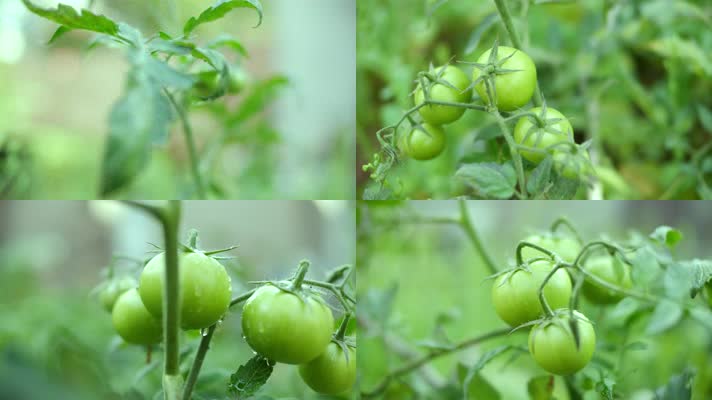 西红柿-青柿子-番茄-洋柿-绿色水滴果蔬