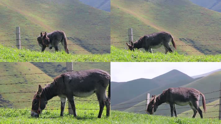高山牧场吃草的毛驴