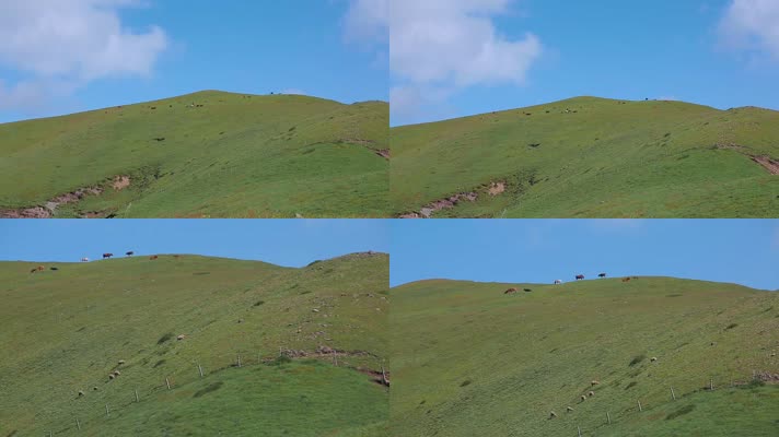 高山牧场草原上的牛羊