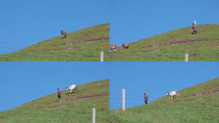 高山牧场草原山坡上走下的牧民马匹