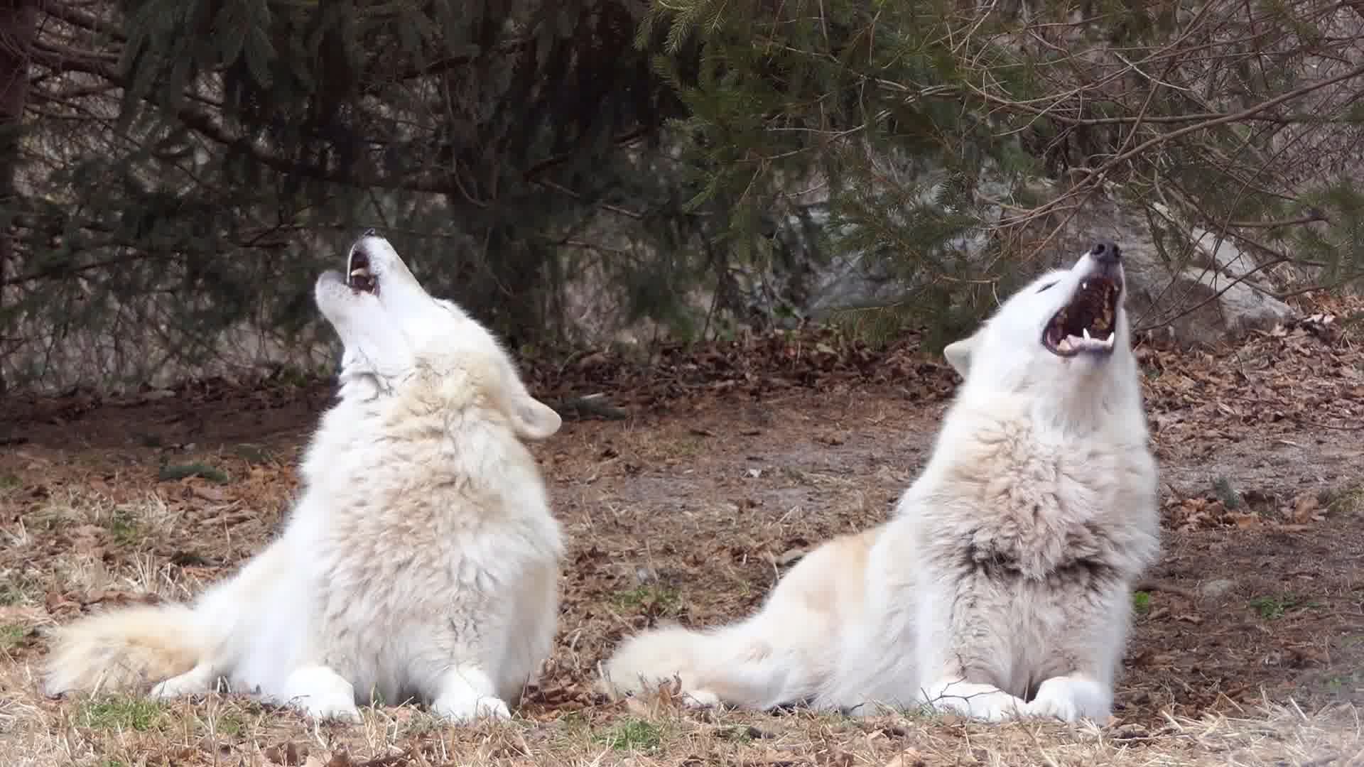 野狼狼叫声音狼吼狼嚎视频素材