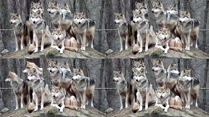 野狼，狼群，一群狼